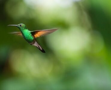 Colibri