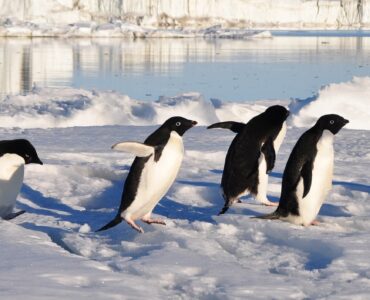 pingouins sur la banquise
