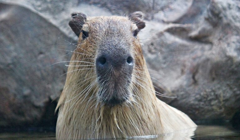 capybara dans l’eau