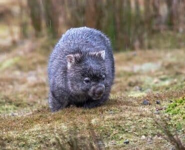 wombat en nature