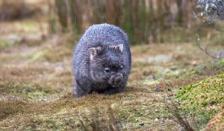 wombat en nature